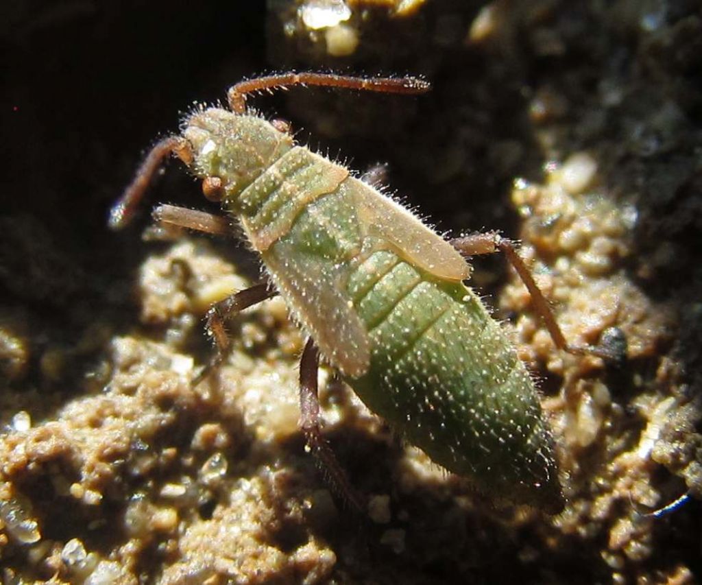 Rhopalidae:  ninfa di Agraphopus lethierryi